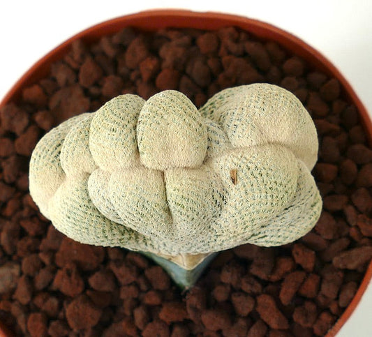 Epithelantha bokei raro cactus crestado con espinas blancas densas en maceta de terracota