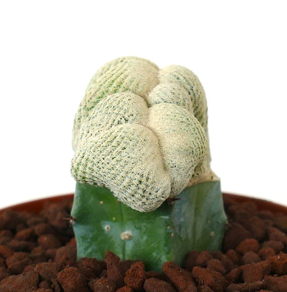 Epithelantha bokei crested seltener Sukkulenten-Kaktus mit dichten weißen Stacheln auf grünem Grund