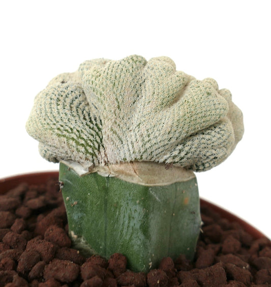 صبار إبيثيلانثا بوكي المتحدب نادر مع أشواك بيضاء كثيفة ونمو على شكل مروحة