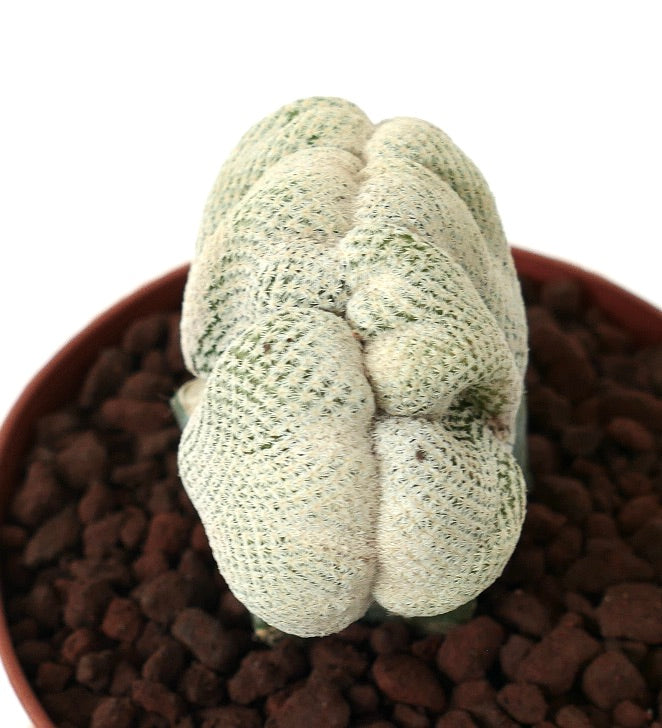 إبيثيلانثا بوكي صنوقة نادرة ذات تاج كثيف من الأشواك البيضاء في الوعاء