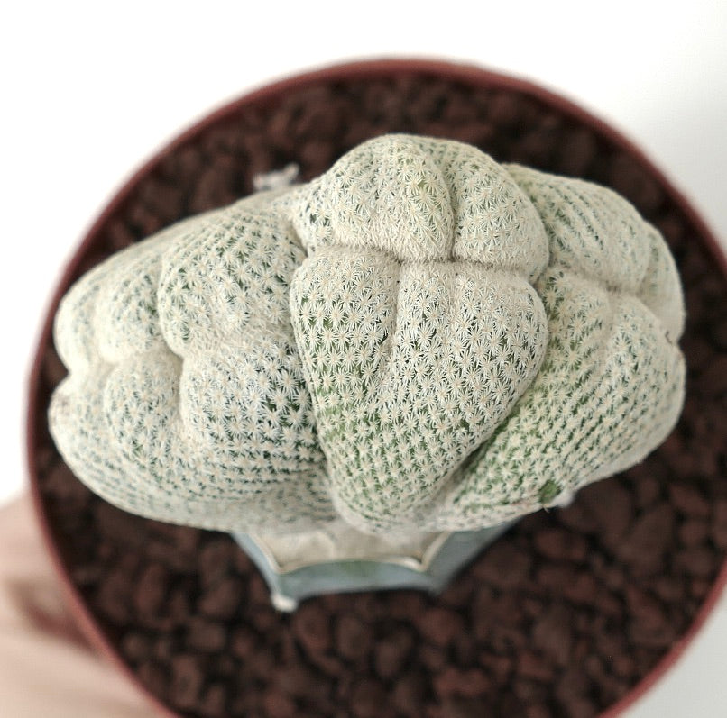 Spécimen rare et inhabituel de cactus succulent épineux blanc en forme de crête Epithelantha bokei, en pot