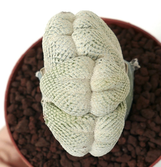 Epithelantha bokei cactus rare crêté blanc inhabituel spécimen succulent en pot