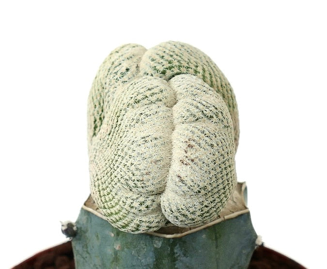 Epithelantha bokei cactus rare inhabituel crêté à épines blanches spécimen succulent