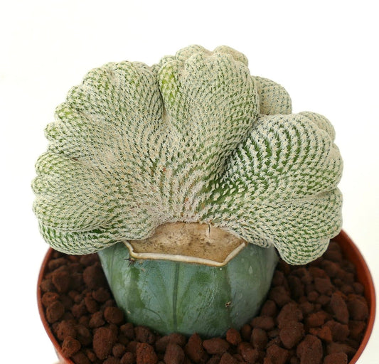 Epithelantha bokei rare crested succulent cactus with dense white spines in pot