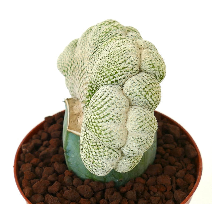 صبار إبيثيلانثا بوكاي النادر ذو الشكل المشرف بأشواك بيضاء كثيفة في إناء