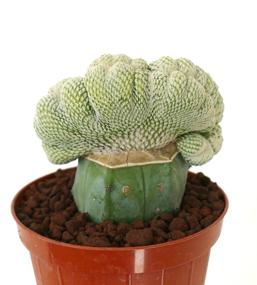 صبار إبيثيلنثا بوكاي النادر ذو الشكل المشكل المتجمع مع أشواك بيضاء كثيفة في وعاء