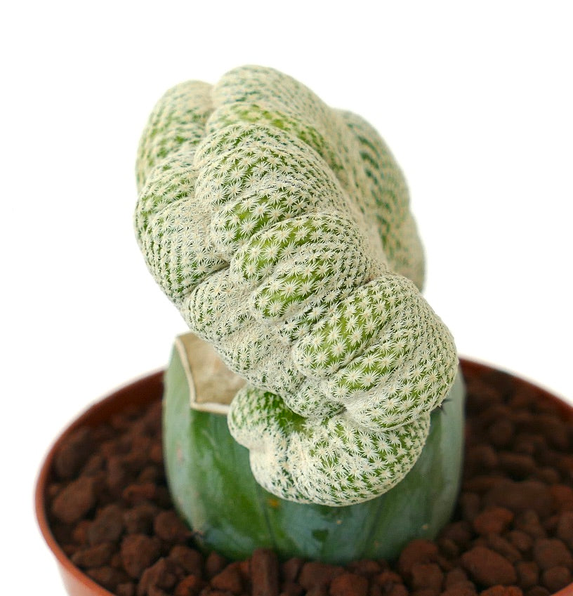 صبار إبِثيلانثا بوكي النادر الشكل الممشوق مع أشواك بيضاء كثيفة في وعاء