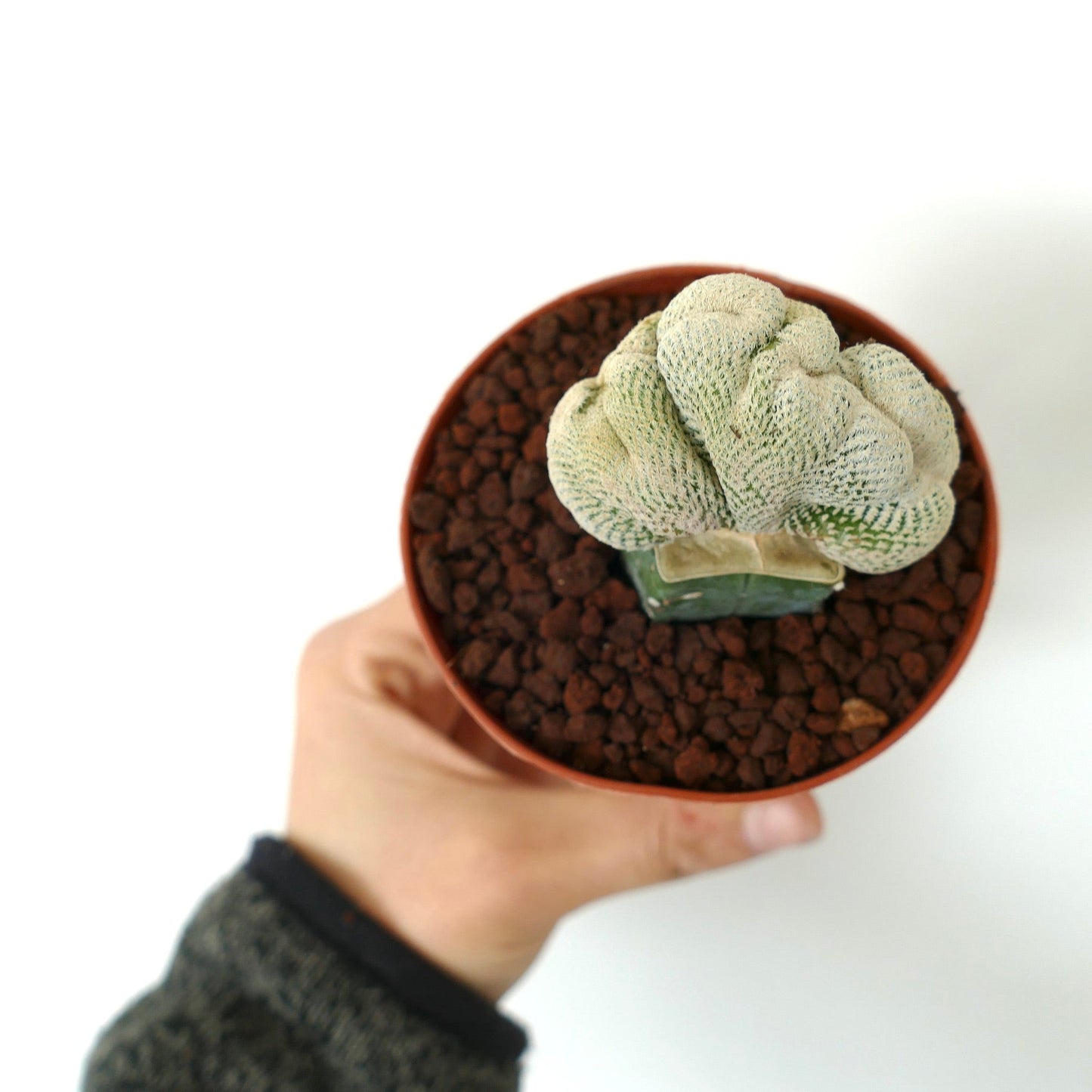 Epithelantha bokei WHITE CRESTED