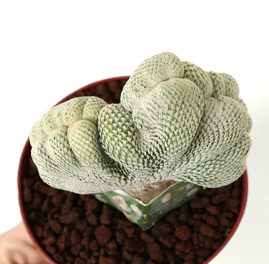 Epithelantha bokei rare crested form succulent cactus with dense white spines in pot