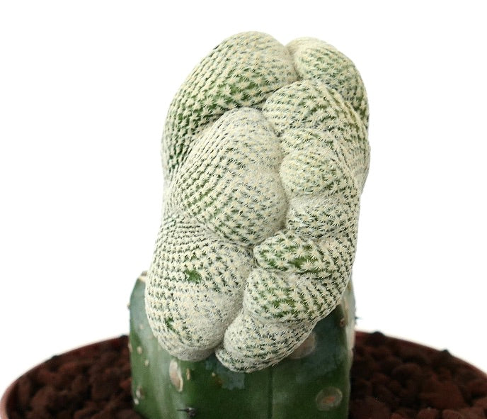 إيبتيلانثا بوكي نبتة صبار نادرة ذات شكل مشط واسع وشائك أبيض كثيف ونمط نمو فريد