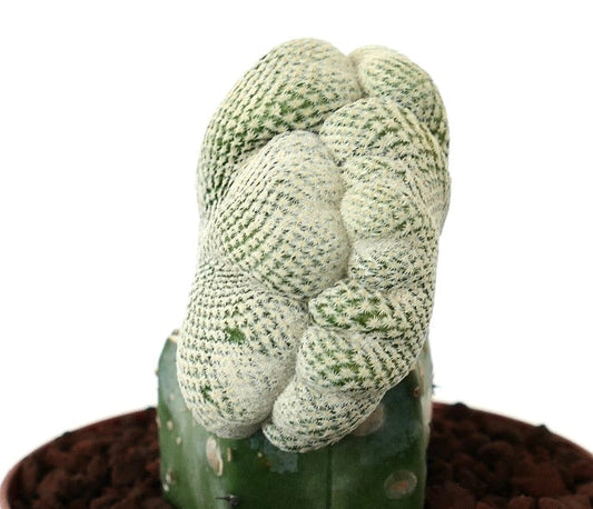 إيبتيلانثا بوكي نبتة صبار نادرة ذات شكل مشط واسع وشائك أبيض كثيف ونمط نمو فريد