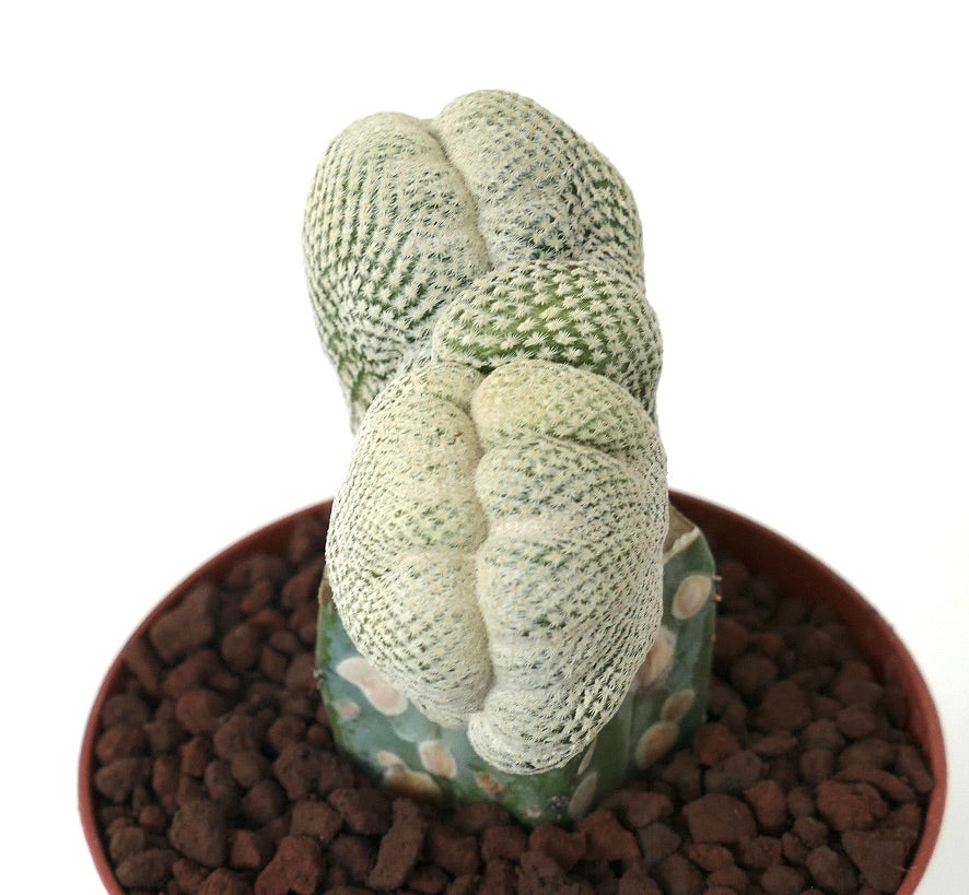 نبات صبار إبيثيلانثا بوكاي النادر ذو الشكل المشطوب العريض مع أشواك بيضاء كثيفة في وعاء