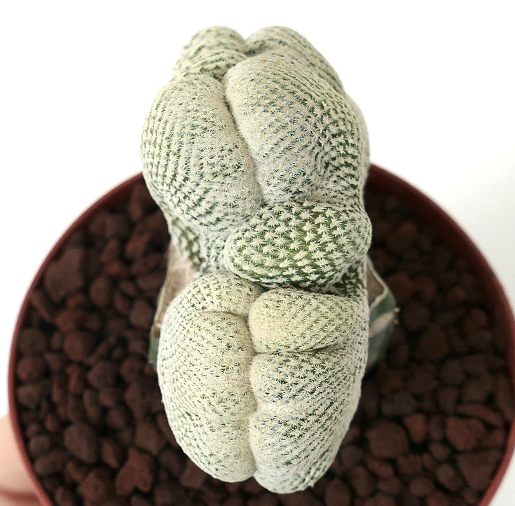 إبيتيلانثا بوكاي، صبار نادر متخلخل مع أشواك بيضاء كثيفة في الأصيص