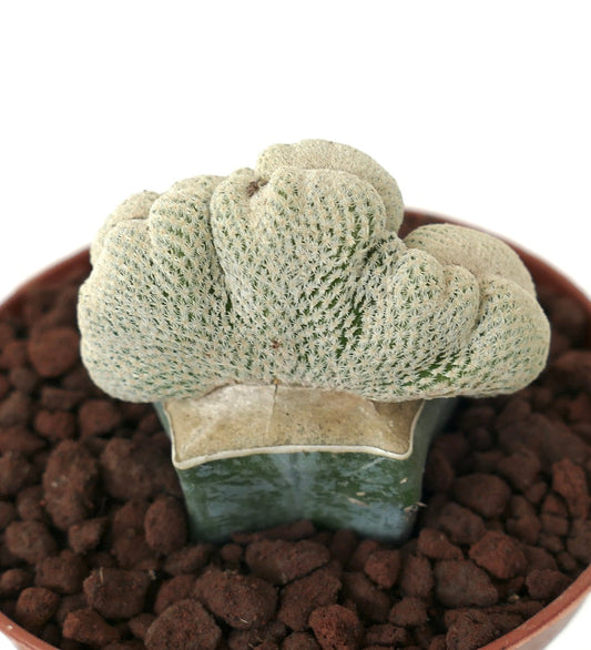 Epithelantha bokei wide cristate crested rare crested cactus with dense white spines in pot