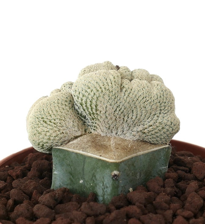 صبار إبيثيلانثا بوكي متفرع عريض نادر مع أشواك بيضاء كثيفة