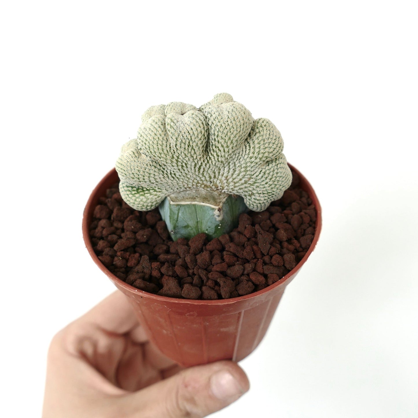 Epithelantha bokei WIDE SELECTED CRESTED