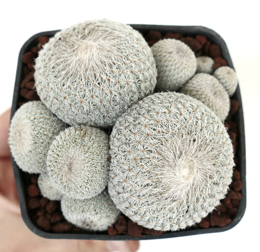 Epithelantha micromeris MULTIHEADS CLUSTER