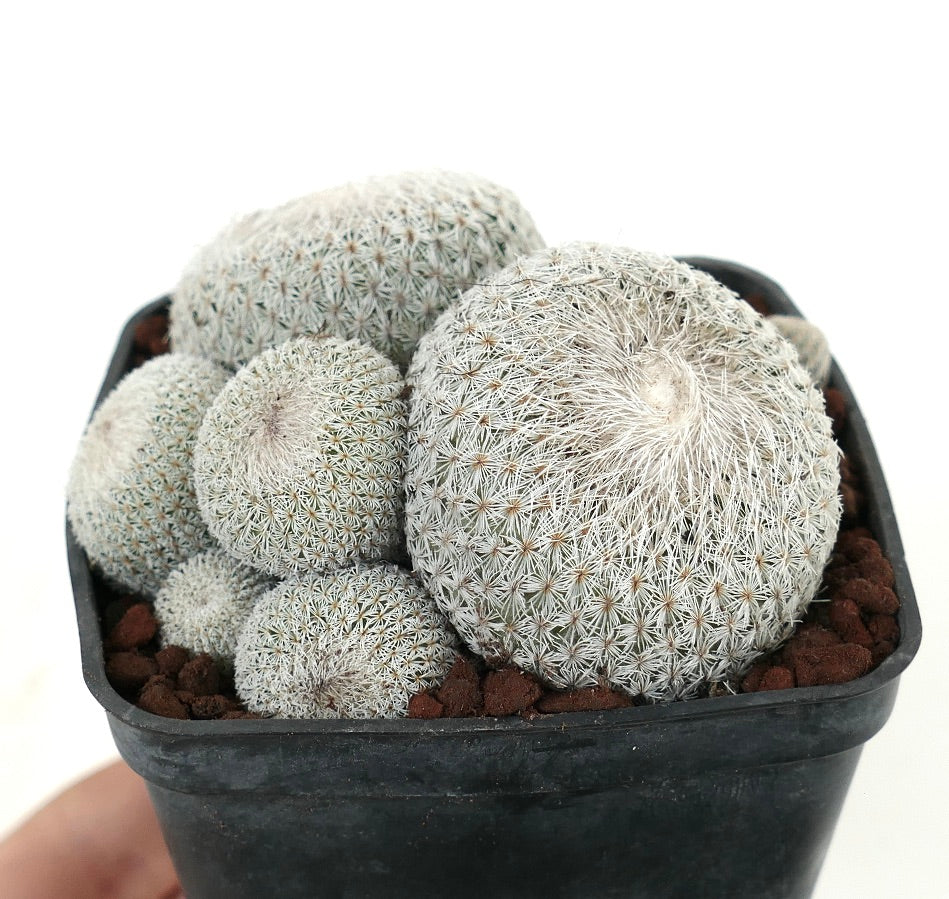 Epithelantha micromeris MULTIHEADS CLUSTER