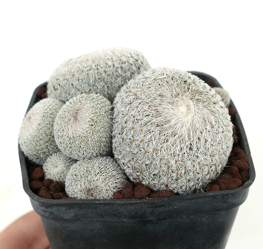 Epithelantha micromeris MULTIHEADS CLUSTER