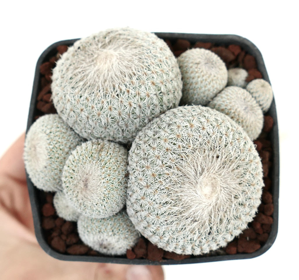 Epithelantha micromeris MULTIHEADS CLUSTER