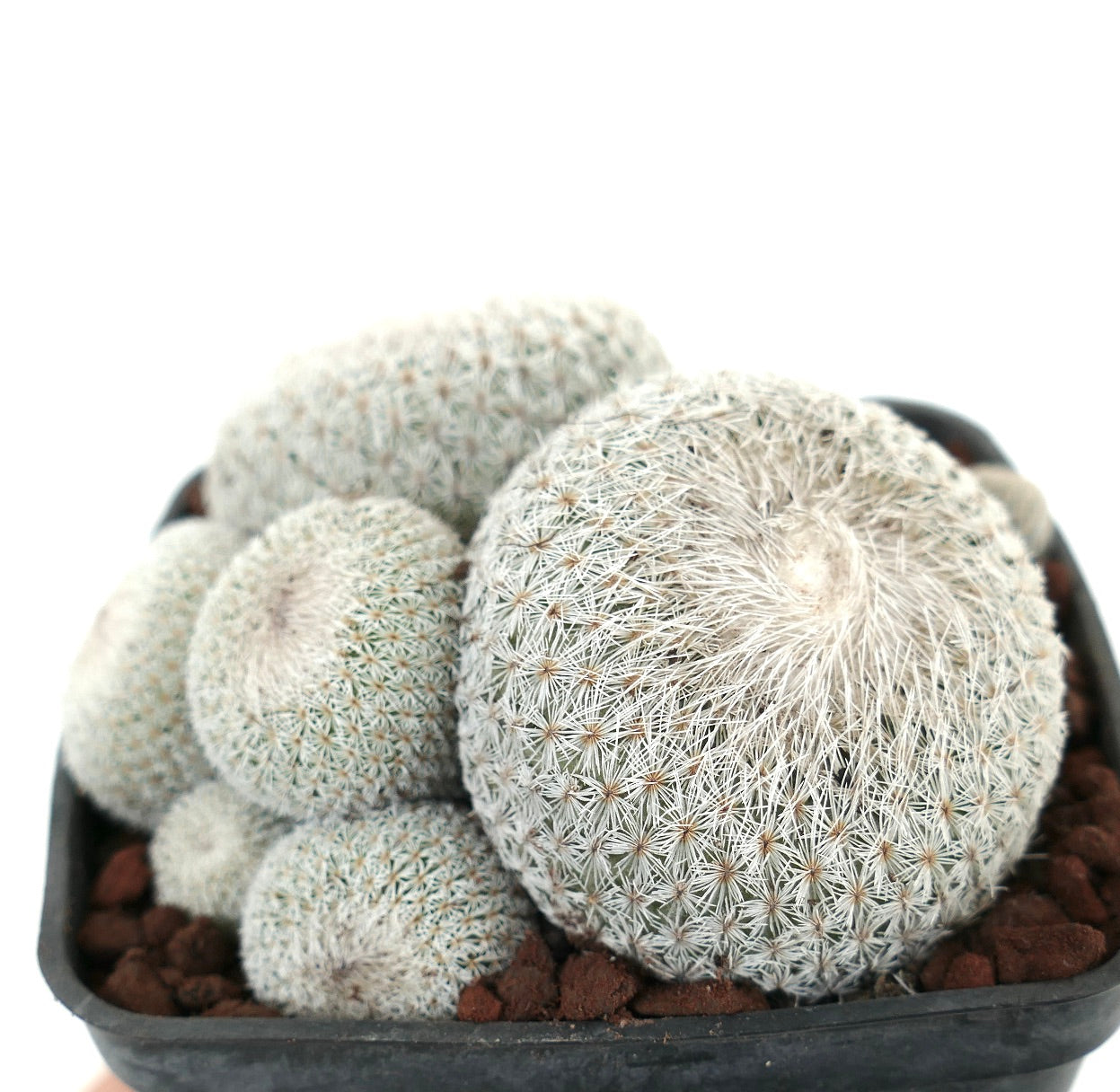 Epithelantha micromeris MULTIHEADS CLUSTER