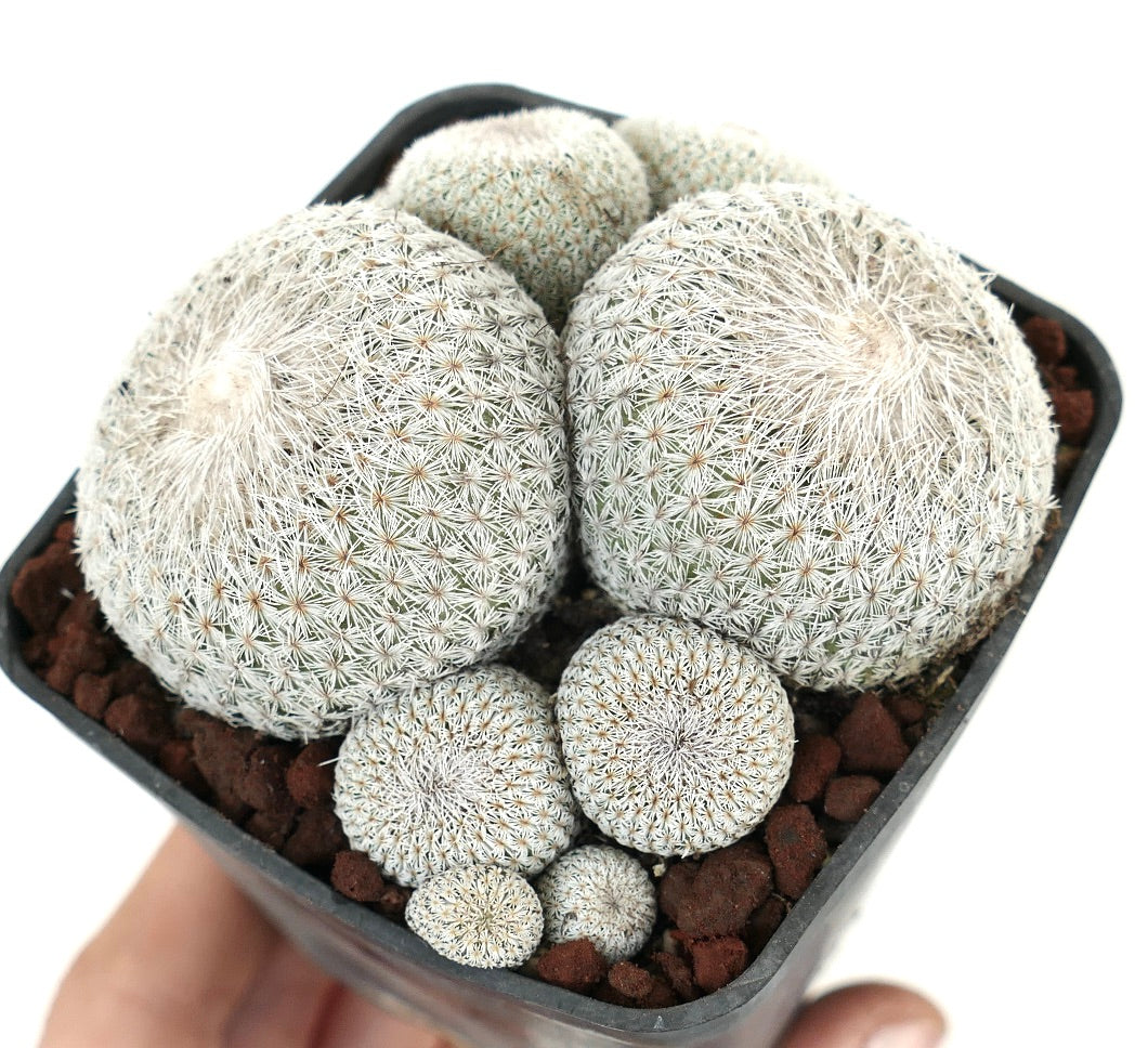 Epithelantha micromeris MULTIHEADS CLUSTER