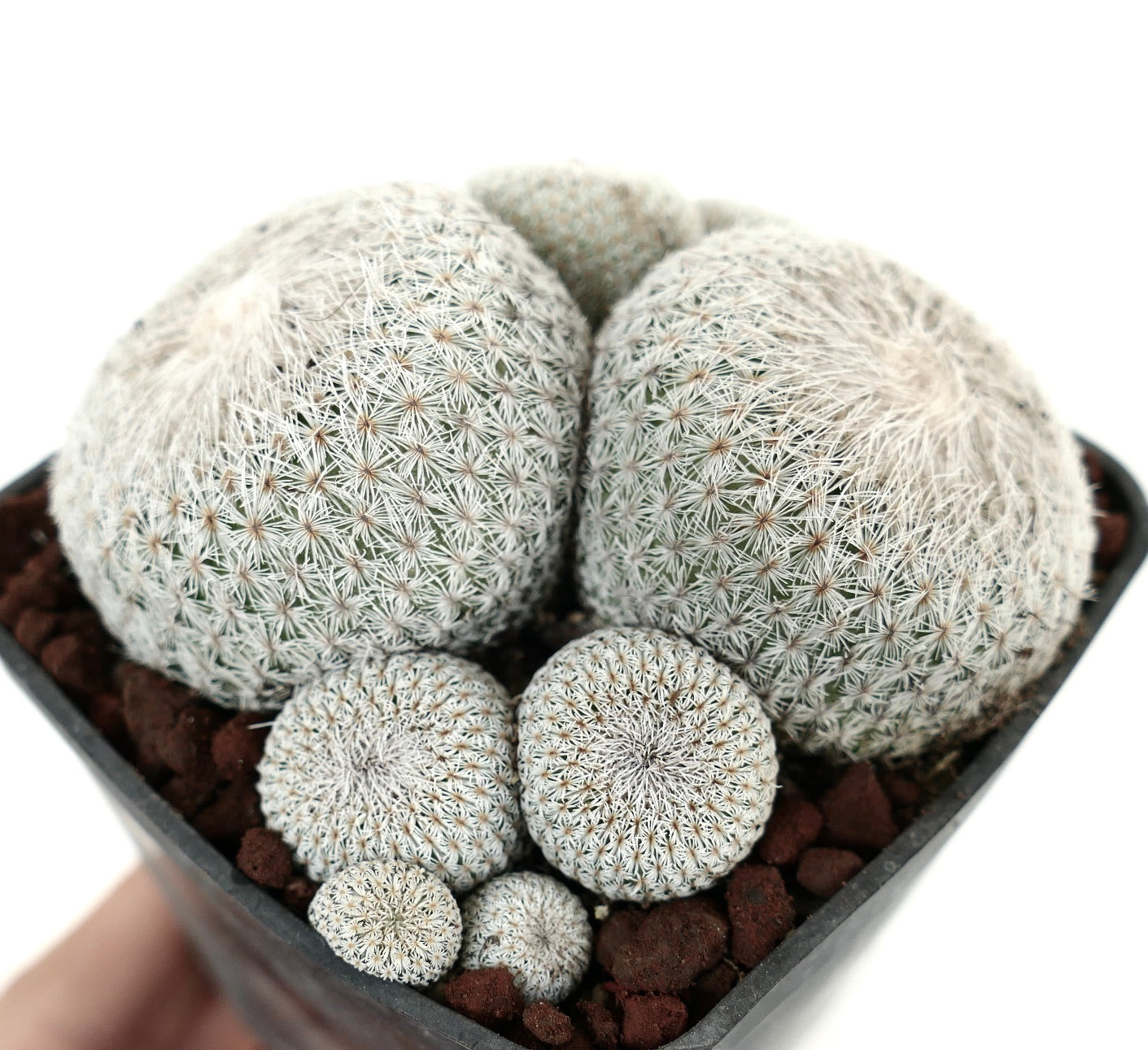 Epithelantha micromeris MULTIHEADS CLUSTER