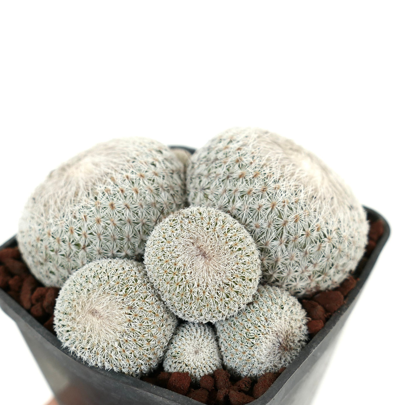 Epithelantha micromeris MULTIHEADS CLUSTER