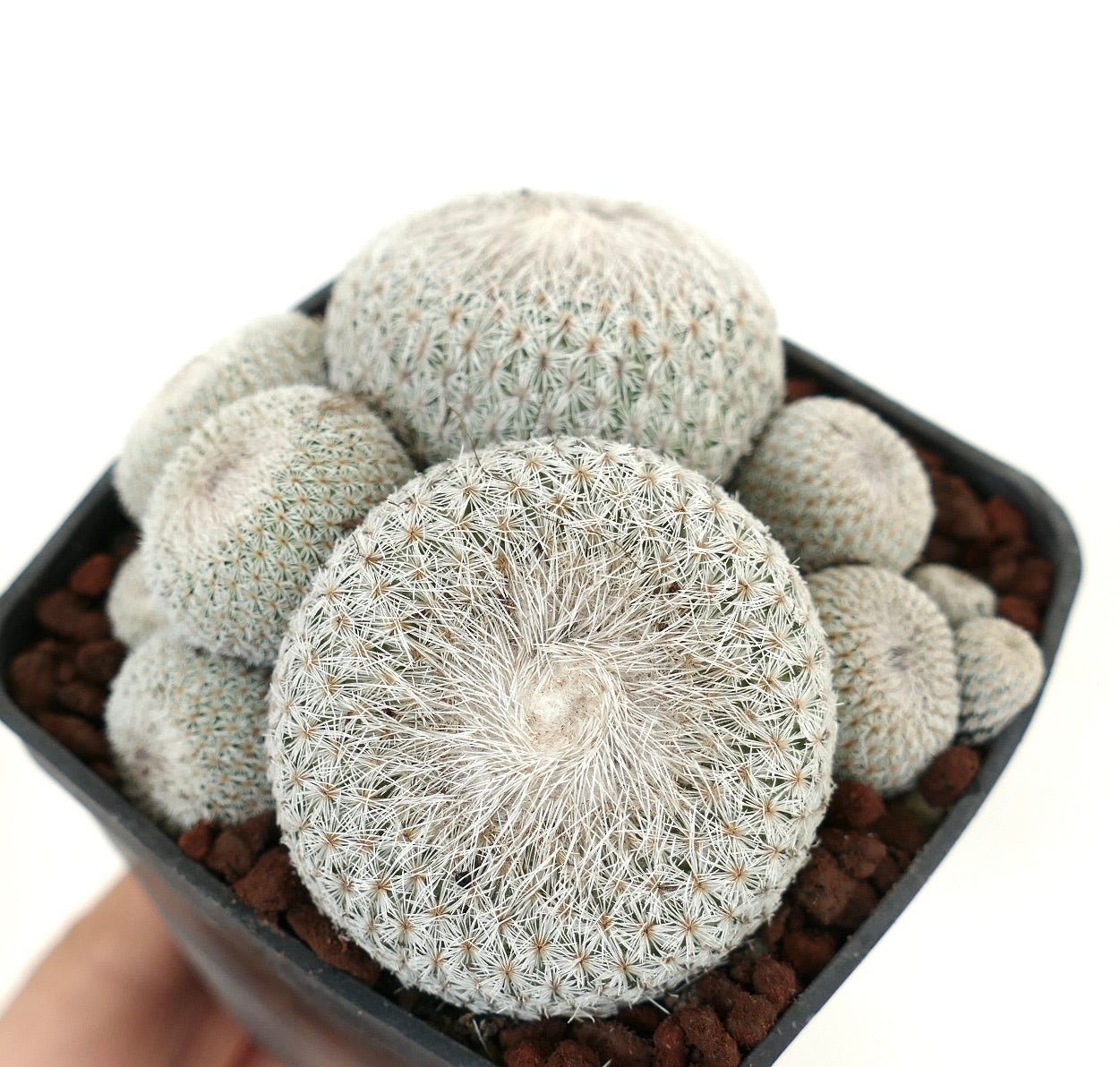 Epithelantha micromeris MULTIHEADS CLUSTER