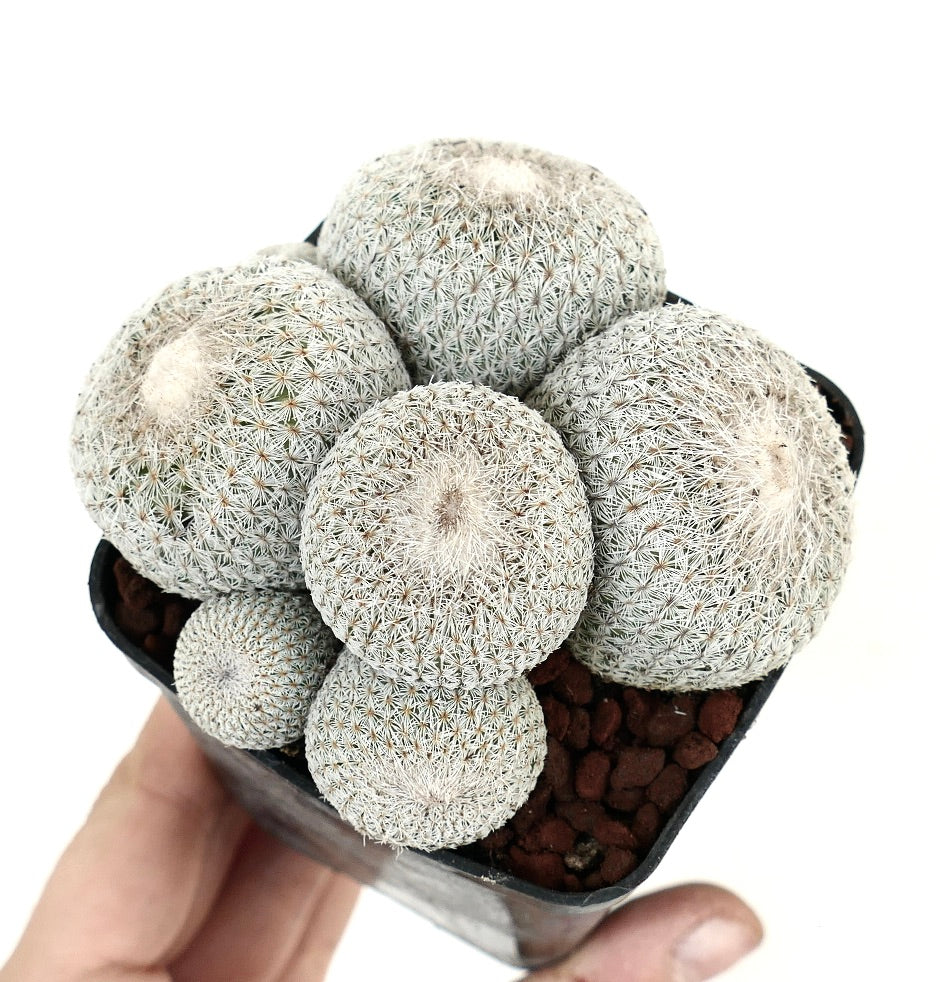 Epithelantha micromeris SELECTED MULTIHEADS CLUSTER