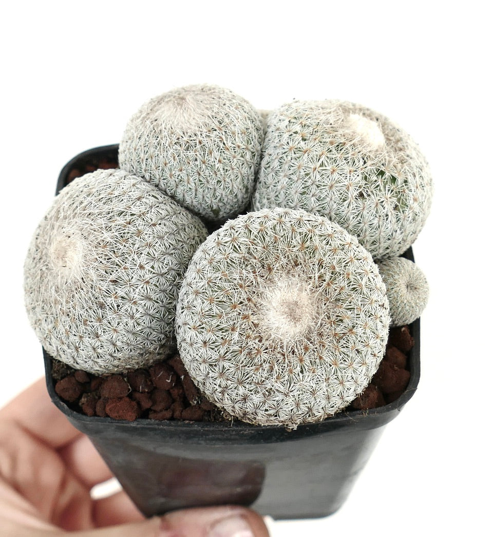 Epithelantha micromeris SELECTED MULTIHEADS CLUSTER