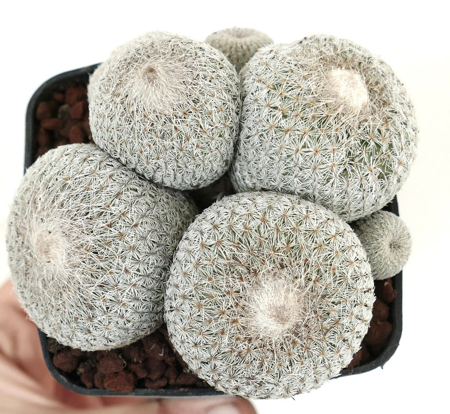 Epithelantha micromeris SELECTED MULTIHEADS CLUSTER