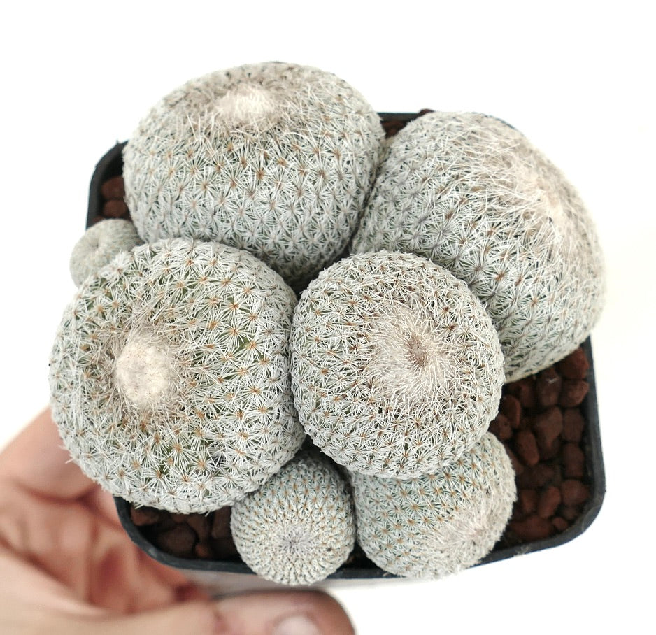 Epithelantha micromeris SELECTED MULTIHEADS CLUSTER