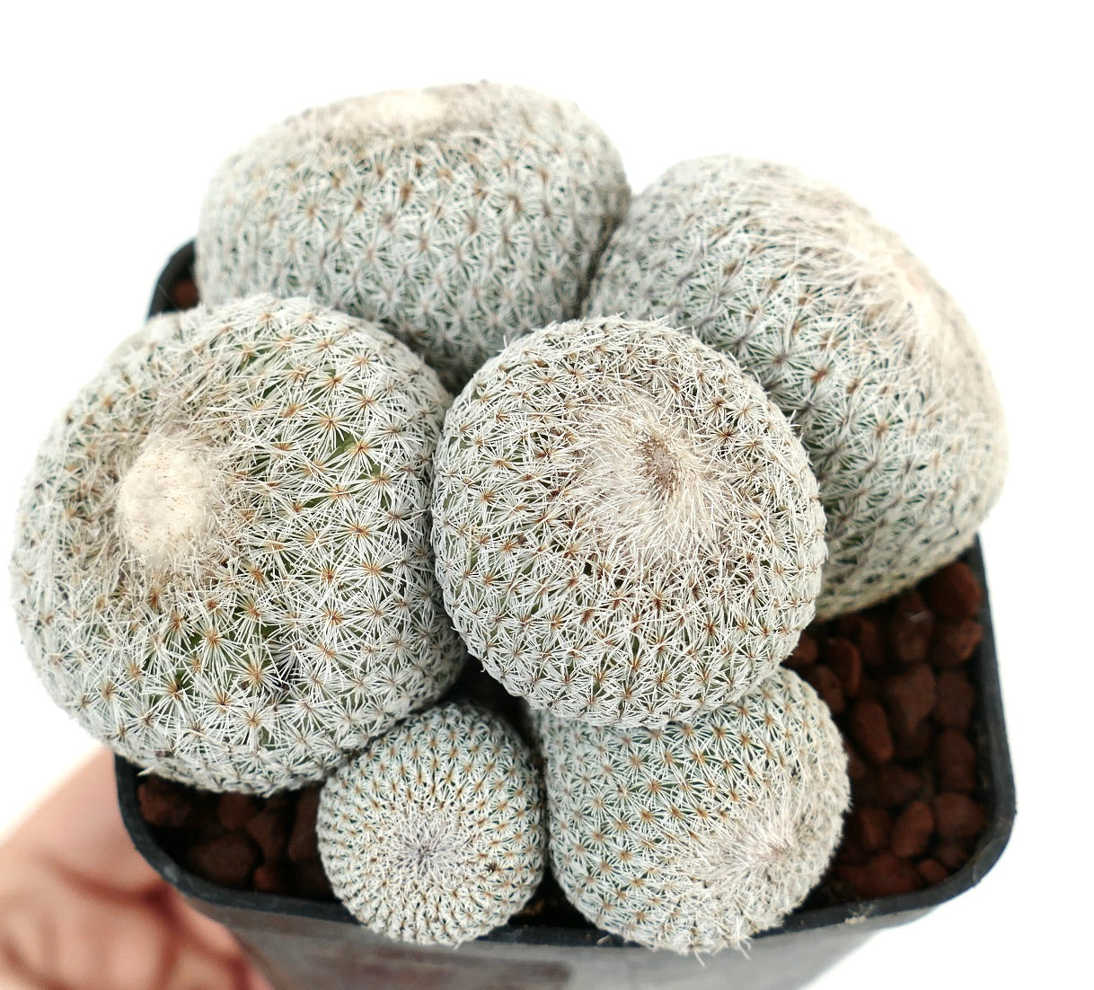 Epithelantha micromeris SELECTED MULTIHEADS CLUSTER