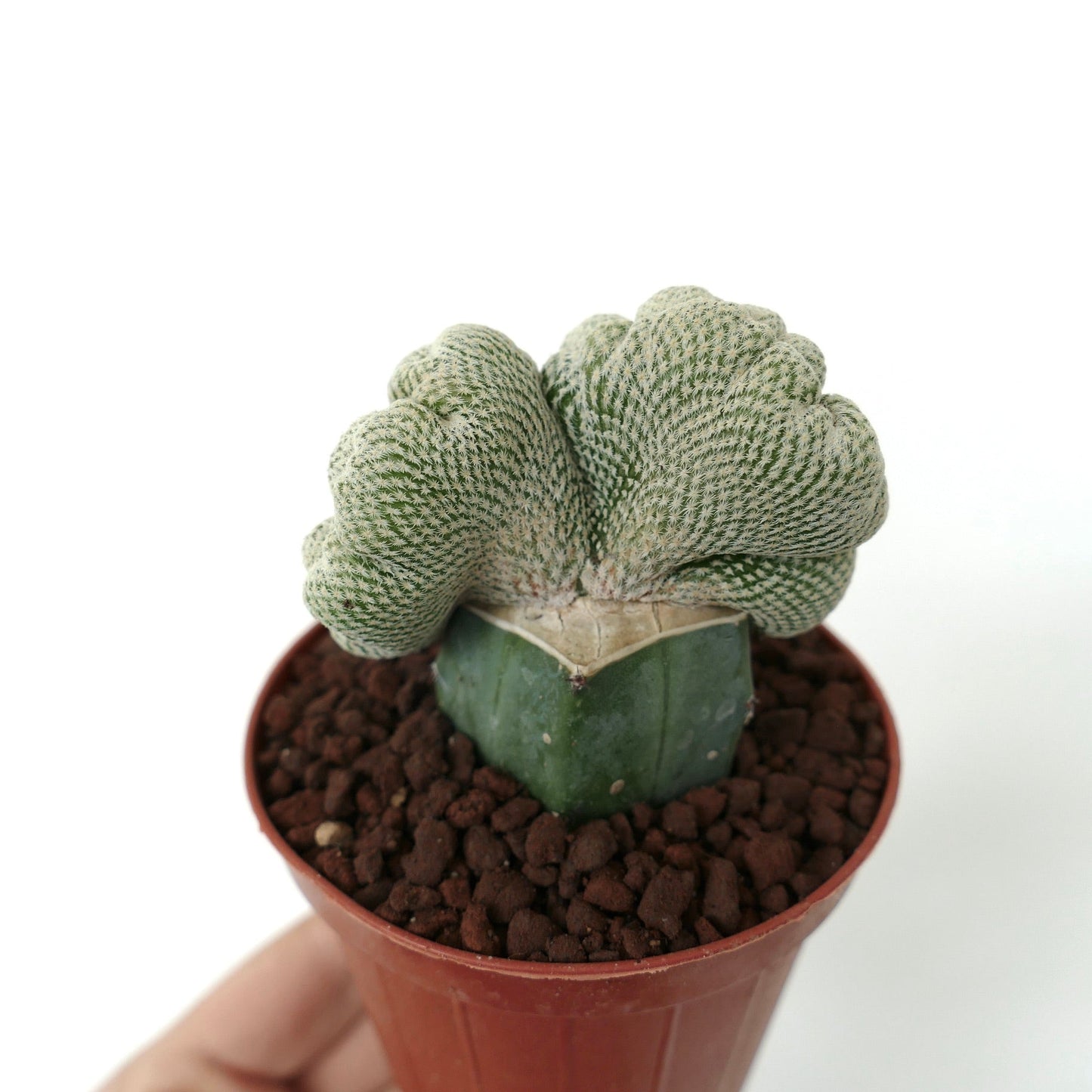 Epithelantha micromeris SUPER DOUBLE CRESTED