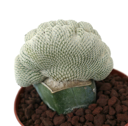 Epithelantha micromeris WITH LATERAL NORMAL BRANCHES