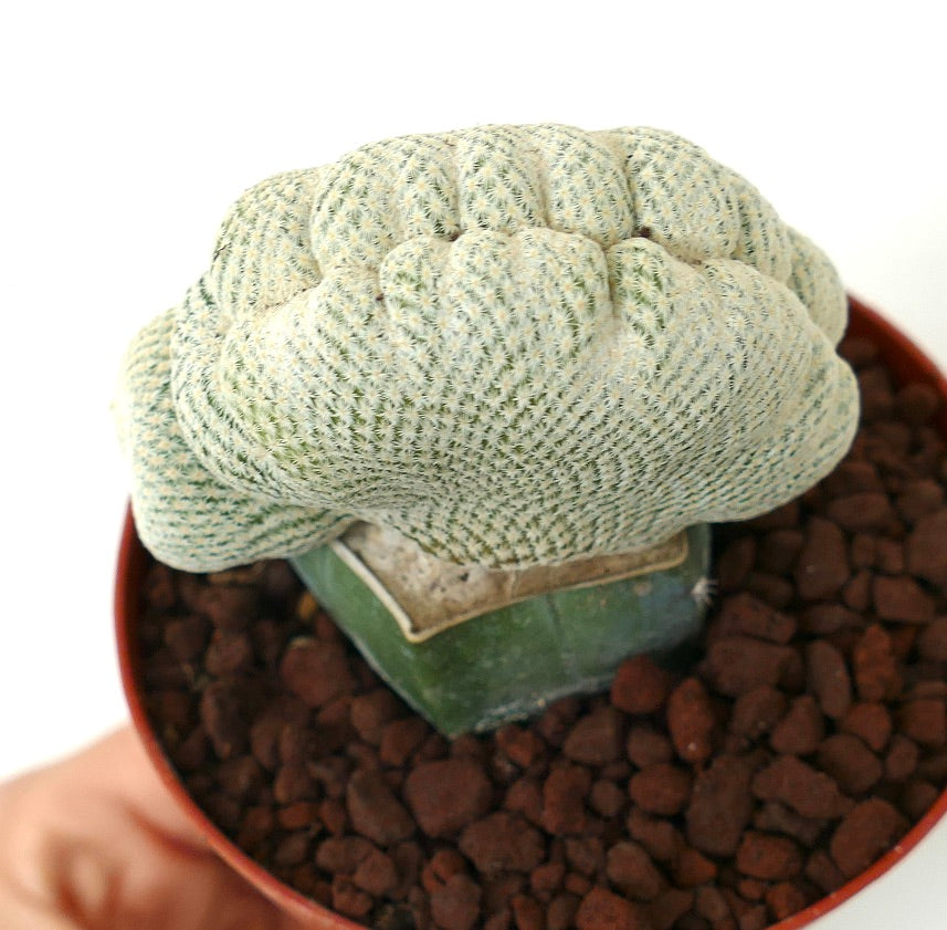 Epithelantha micromeris WITH LATERAL NORMAL BRANCHES