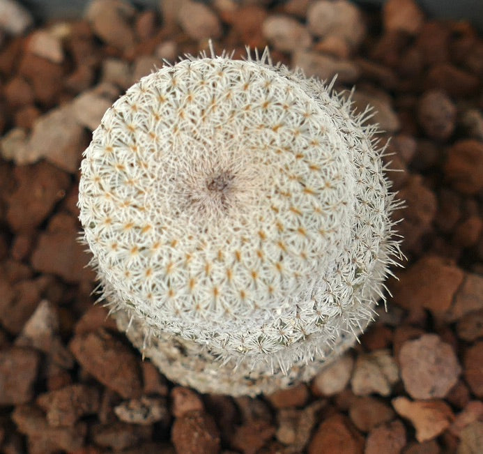 Epithelantha bokei