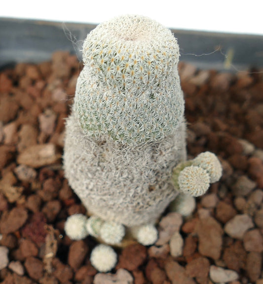 Epithelantha bokei