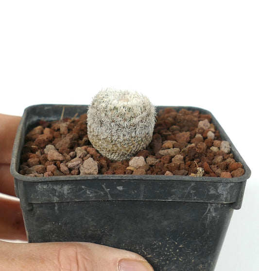 Epithelantha bokei