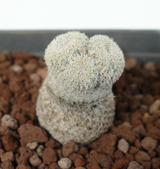 Epithelantha bokei