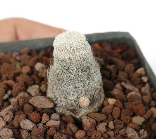 Epithelantha bokei