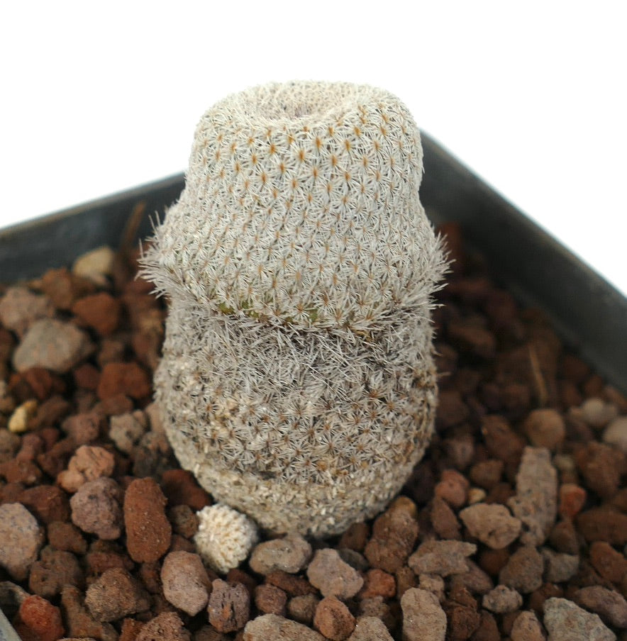 Epithelantha bokei