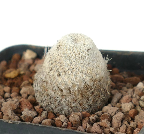 Epithelantha bokei