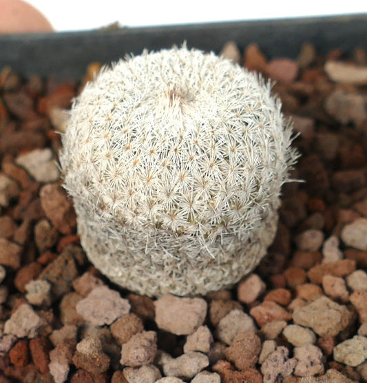 Epithelantha bokei