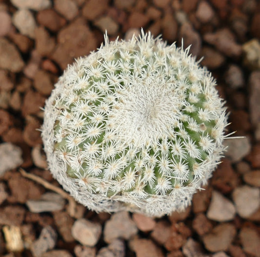 Epithelantha bokei