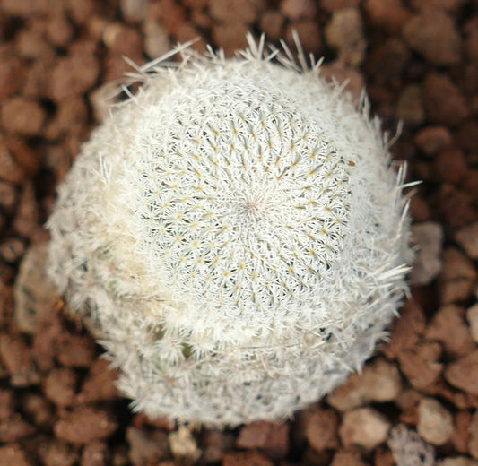 Epithelantha bokei