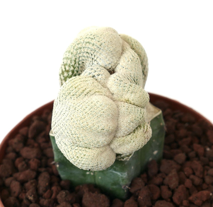 Epithelantha bokei SUPER EXTRA WHITE CRESTED