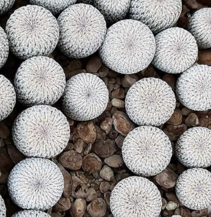 Epithelantha densispina små runde kaktuser med tette hvite torner på steinete jord