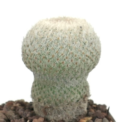 Epithelantha micromeris small rounded cactus with dense white spines and green base